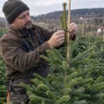 Plantator prostuje przewodnik młodej jodły przy bambusowej podpórce na plantacji